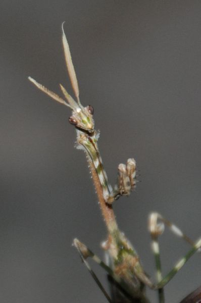 Empuse Conehead mantis Empusa pennata